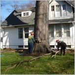 tree removal south jersey